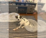 Small Photo #3 Mutt Puppy For Sale in Virginia Beach, VA, USA