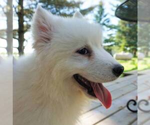 Samoyed Puppy for sale in THORP, WI, USA