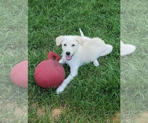 Great Pyrenees-Unknown Mix Dogs for adoption in Plainfield, IL, USA