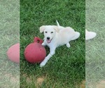 Small Great Pyrenees Mix
