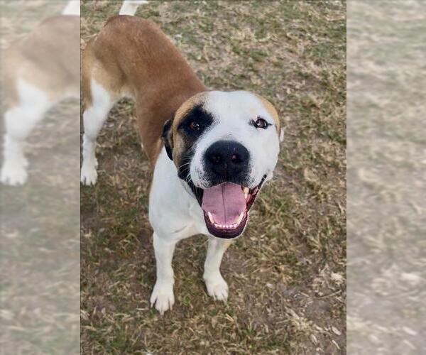 Medium Photo #2 Lab-Pointer Puppy For Sale in Conroe, TX, USA