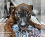 Small American Staffordshire Terrier Mix