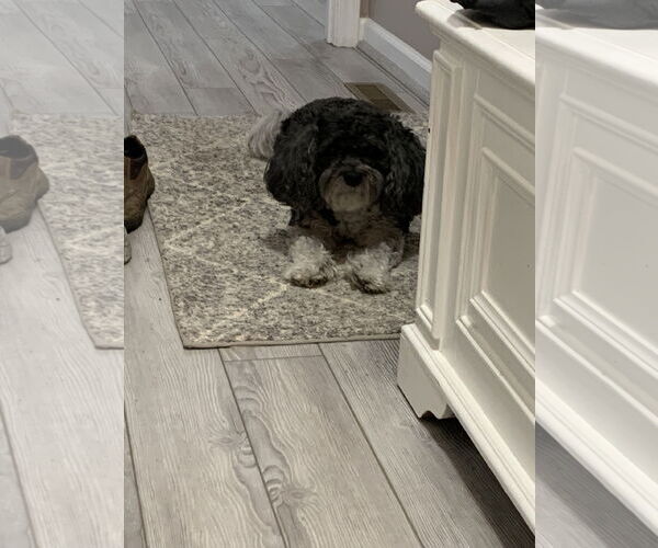 Medium Photo #3 Cavalier King Charles Spaniel Puppy For Sale in Rootstown, OH, USA