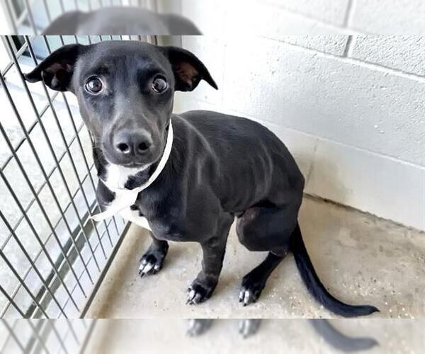 Medium Photo #1 Labrador Retriever Puppy For Sale in Houston, TX, USA
