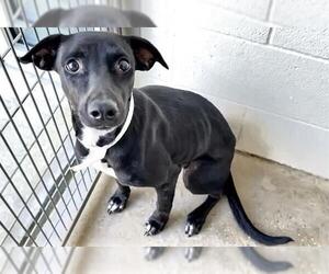Labrador Retriever Dogs for adoption in Houston, TX, USA