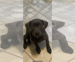 Cane Corso Puppy for sale in WATERBURY, CT, USA