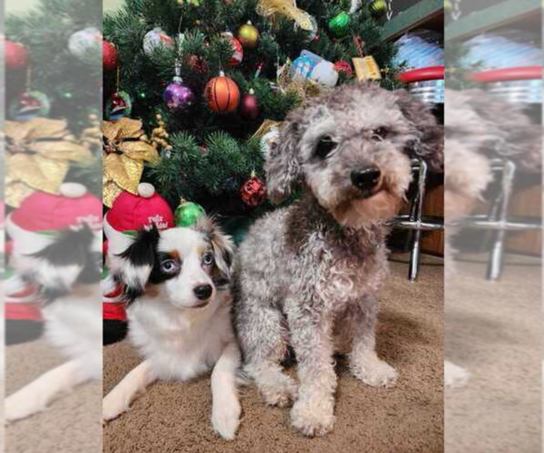 Medium Photo #1 Miniature American Shepherd-Poodle (Toy) Mix Puppy For Sale in JONES, OK, USA