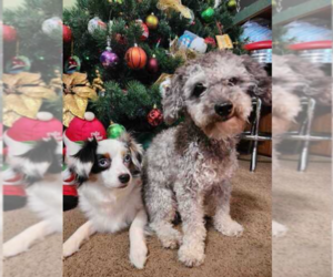 Mother of the Miniature American Shepherd-Poodle (Toy) Mix puppies born on 02/26/2026