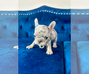 French Bulldog Puppy for sale in CHARLOTTE, NC, USA