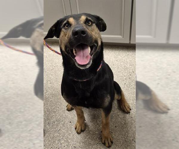 Medium Photo #1 Rottweiler-Unknown Mix Puppy For Sale in Lodi, CA, USA