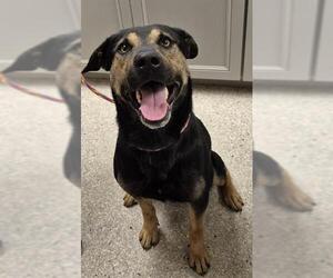 Rottweiler-Unknown Mix Dogs for adoption in Lodi, CA, USA