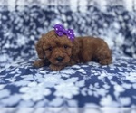 Small #1 Cavapoo
