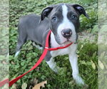 Small Photo #4 Mutt Puppy For Sale in Minneapolis, MN, USA