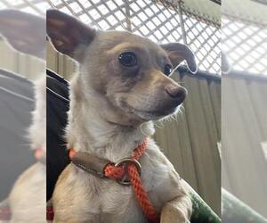 Chihuahua Dogs for adoption in Alameda, CA, USA