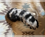 Small #9 Miniature Australian Shepherd