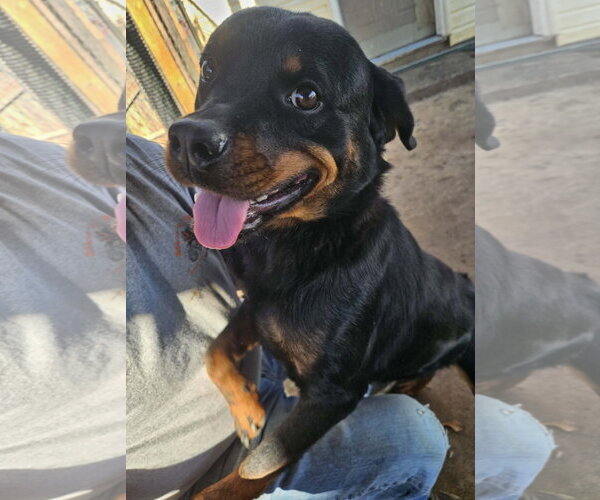 Medium Photo #6 Rottweiler Puppy For Sale in Mooresville, NC, USA