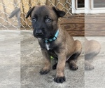 Puppy 4 Belgian Malinois