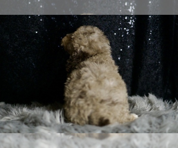 Medium Photo #7 Poodle (Toy) Puppy For Sale in WARSAW, IN, USA