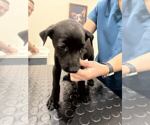 Mutt Dogs for adoption in Imlay City, MI, USA