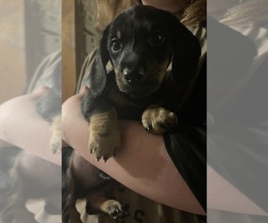 Dachshund Puppy for sale in NARROWS, VA, USA