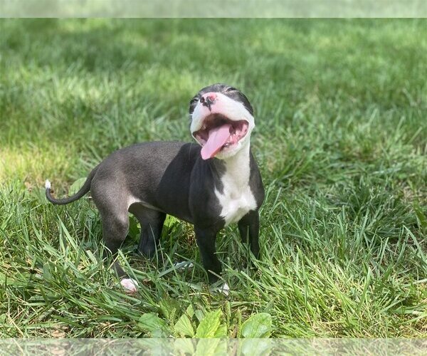 Medium Photo #9 Staffordshire Bull Terrier-Unknown Mix Puppy For Sale in Derwood, MD, USA
