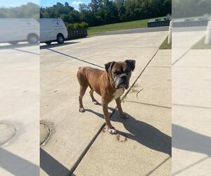 Boxer Dogs for adoption in Forestville, MD, USA