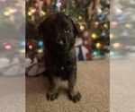 Small Photo #2 German Shepherd Dog Puppy For Sale in FAIRMOUNT, IN, USA