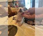 Small Photo #22 Dachshund Puppy For Sale in MONONA, IA, USA