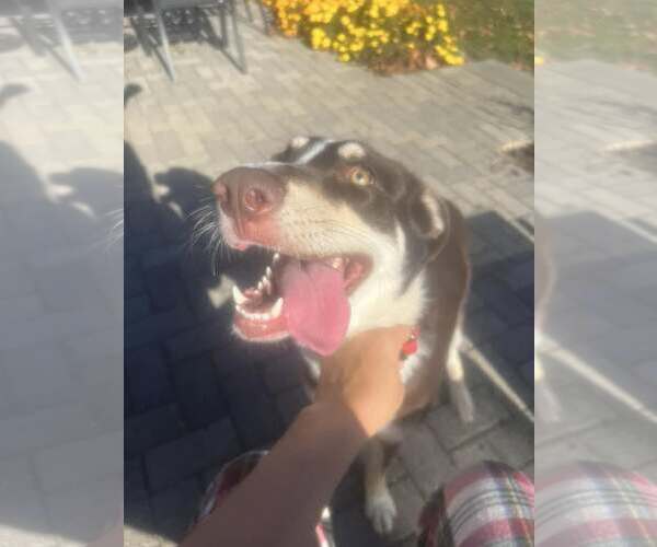 Medium Photo #9 Mutt Puppy For Sale in Woodbury, NY, USA