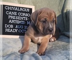 Small Photo #10 Cane Corso Puppy For Sale in MINERAL WELLS, WV, USA