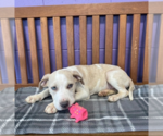 Small Mutt