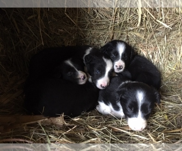 Medium Photo #1 Border Collie Puppy For Sale in DOWNING, WI, USA