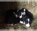Small Photo #1 Border Collie Puppy For Sale in DOWNING, WI, USA