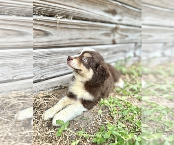 Medium Photo #2 Australian Shepherd Puppy For Sale in ORLANDO, FL, USA