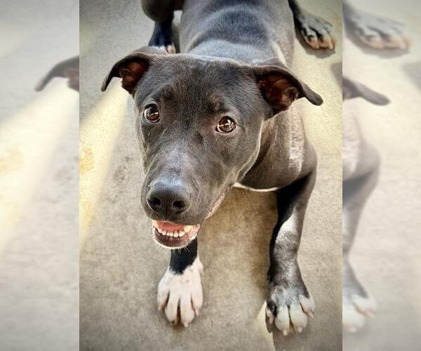 Medium Photo #4 American Staffordshire Terrier Puppy For Sale in Lodi, CA, USA