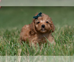 Small Photo #24 Maltipoo (Miniature) Puppy For Sale in WARSAW, IN, USA
