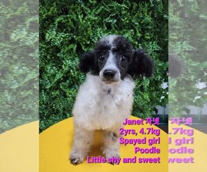 Poodle (Miniature) Dogs for adoption in Agoura Hills, CA, USA