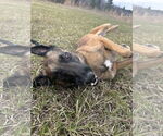 Small #2 Mutt