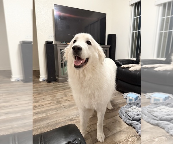 Medium Photo #1 Great Pyrenees Puppy For Sale in SAN DIEGO, CA, USA