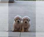 Small #11 English Cream Golden Retriever
