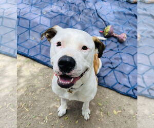 Bronson and Hardy - Male Mutt Dog for Adoption - Photo #2