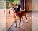 Small #5 Boxer Mix