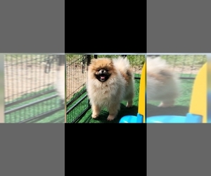 Mother of the Pomeranian puppies born on 10/03/2026