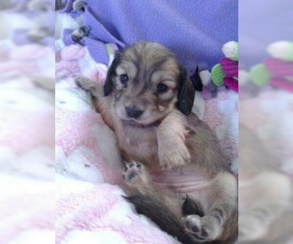 Medium Photo #2 Dachshund Puppy For Sale in NORTHGLENN, CO, USA