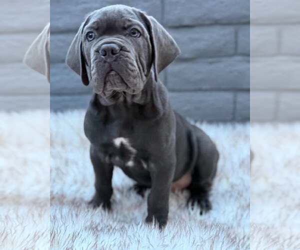 Medium Photo #2 Mutt Puppy For Sale in Goodyear, AZ, USA