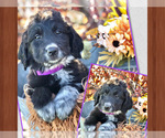 Puppy Autumn Pyredoodle