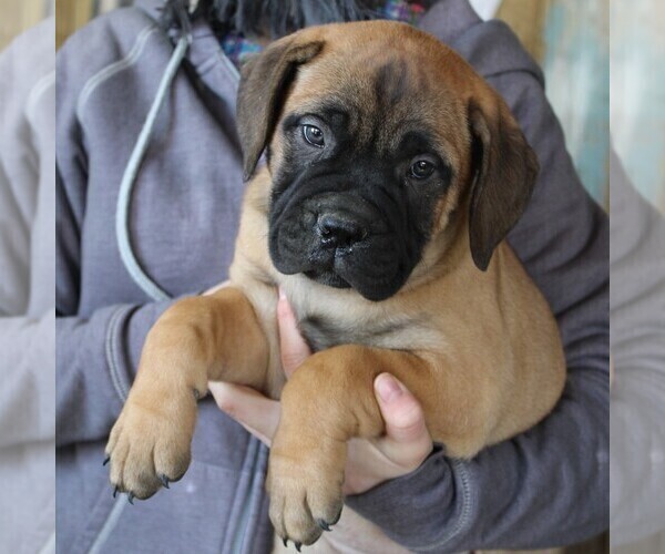 Medium Photo #1 Bullmastiff Puppy For Sale in GREENBANK, PA, USA