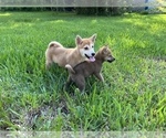 Small Photo #16 Shiba Inu Puppy For Sale in MERRITT IS, FL, USA