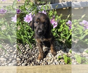 Labradoodle Puppy for sale in WILLIAMSTOWN, KY, USA