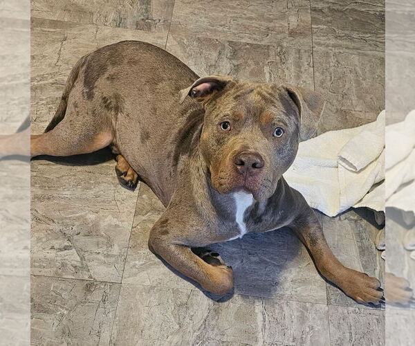 Medium Photo #6 American Bully Puppy For Sale in LAKE STATION, IN, USA